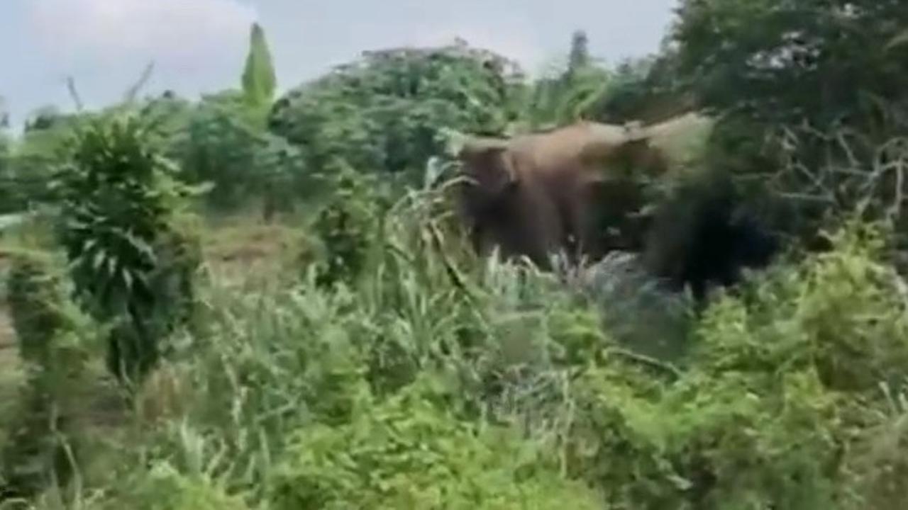 Konflik Gajah vs Manusia Kembali Terjadi di Way Kambas, Pemda Janjikan Ganti Rugi