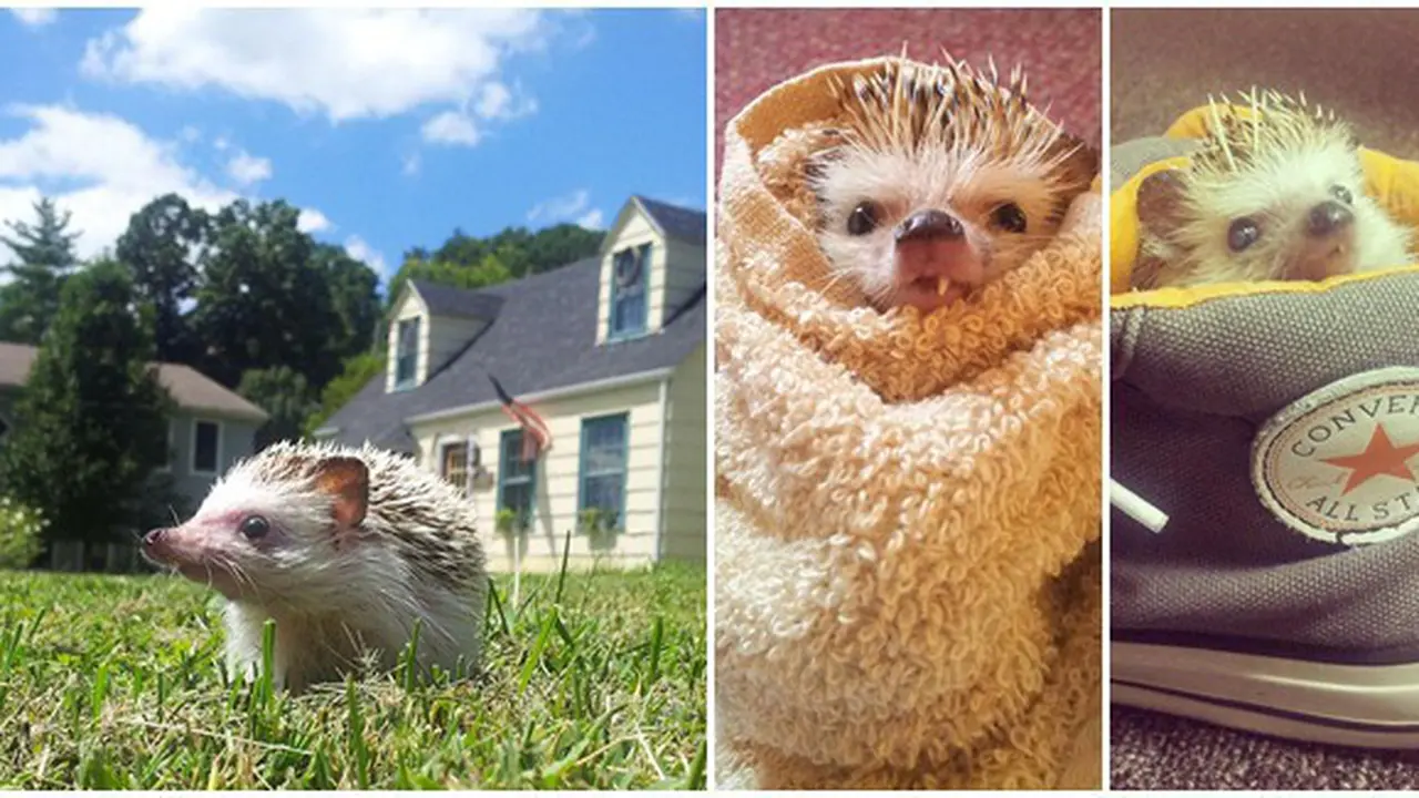 Foto: copyright boredpanda.com