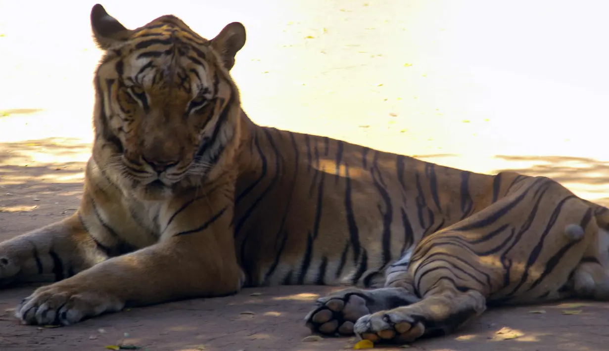 Seekor harimau yang bertubuh kurus beristirahat di kandangnya di sebuah kebun binatang di Maracaibo, Venezuela, (14/2). Krisis ekonomi parah yang dialami Venezuela ternyata juga berdampak bagi kehidupan satwa-satwa di sana. (AFP Photo/Miguel Romero)
