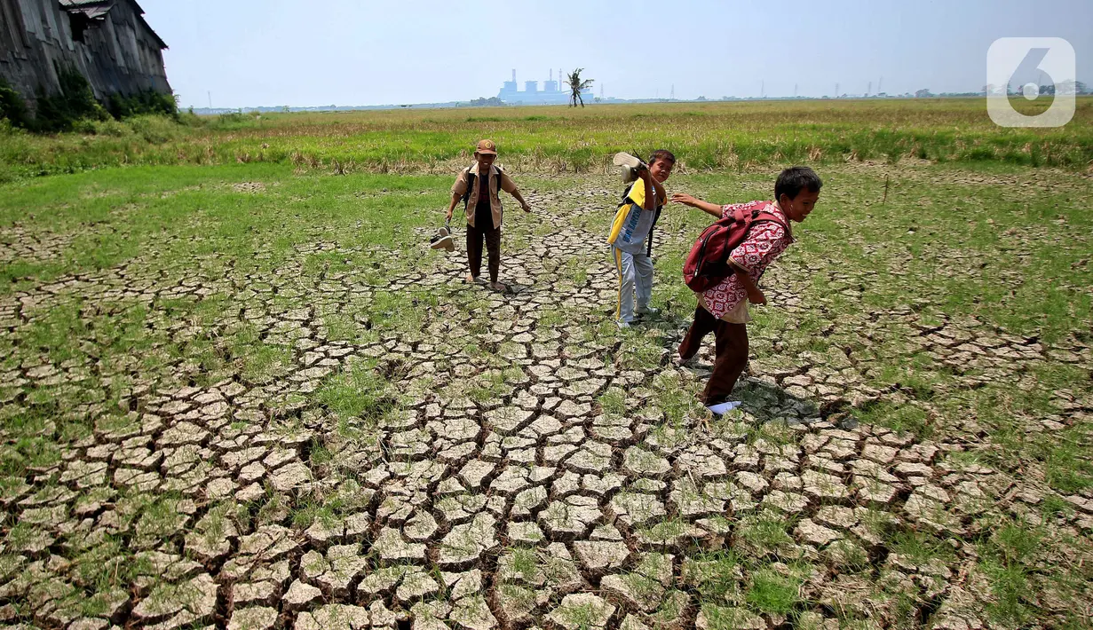 Dari 201 hektare lahan sawah yang terancam alami gagal panen tersebut, data DPKP Kabupaten Tangerang, Provinsi Banten menunjukkan luas wilayah area pertanian berada di 12 kecamatan. (Liputan6.com/Angga Yuniar)