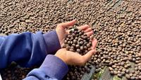 Memberdayakan Para Petani Indonesia untuk Menjawab Tantangan Industri Kopi Global