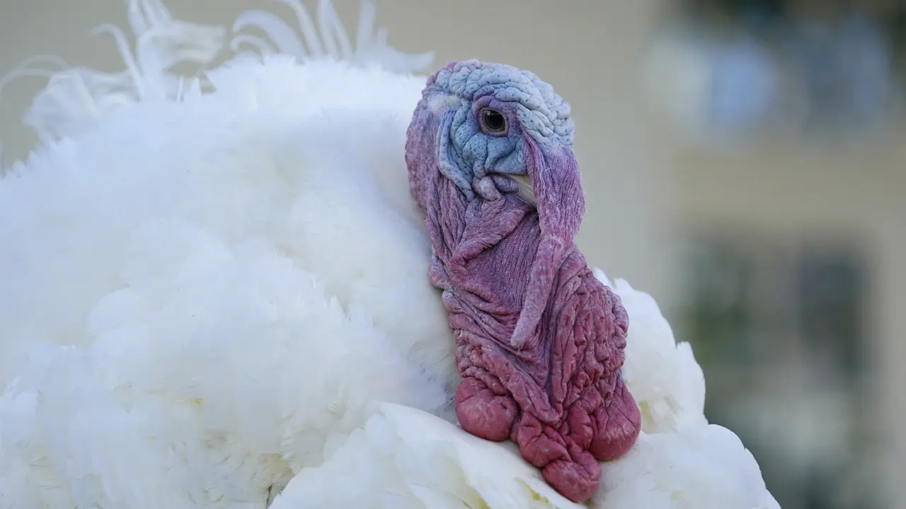 FOTO: Donald Trump Ampuni Seekor Kalkun dalam Tradisi Thanksgiving