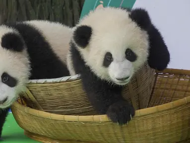 Foto pada 29 September 2020 ini menunjukkan anak-anak panda raksasa yang tampil perdana di Pusat Penangkaran dan Penelitian Panda Raksasa Chengdu di Provinsi Sichuan, China. Beberapa ekor anak panda raksasa tampil untuk pertama kalinya di depan publik pada Selasa (29/9). (Xinhua/Chen Juwei)