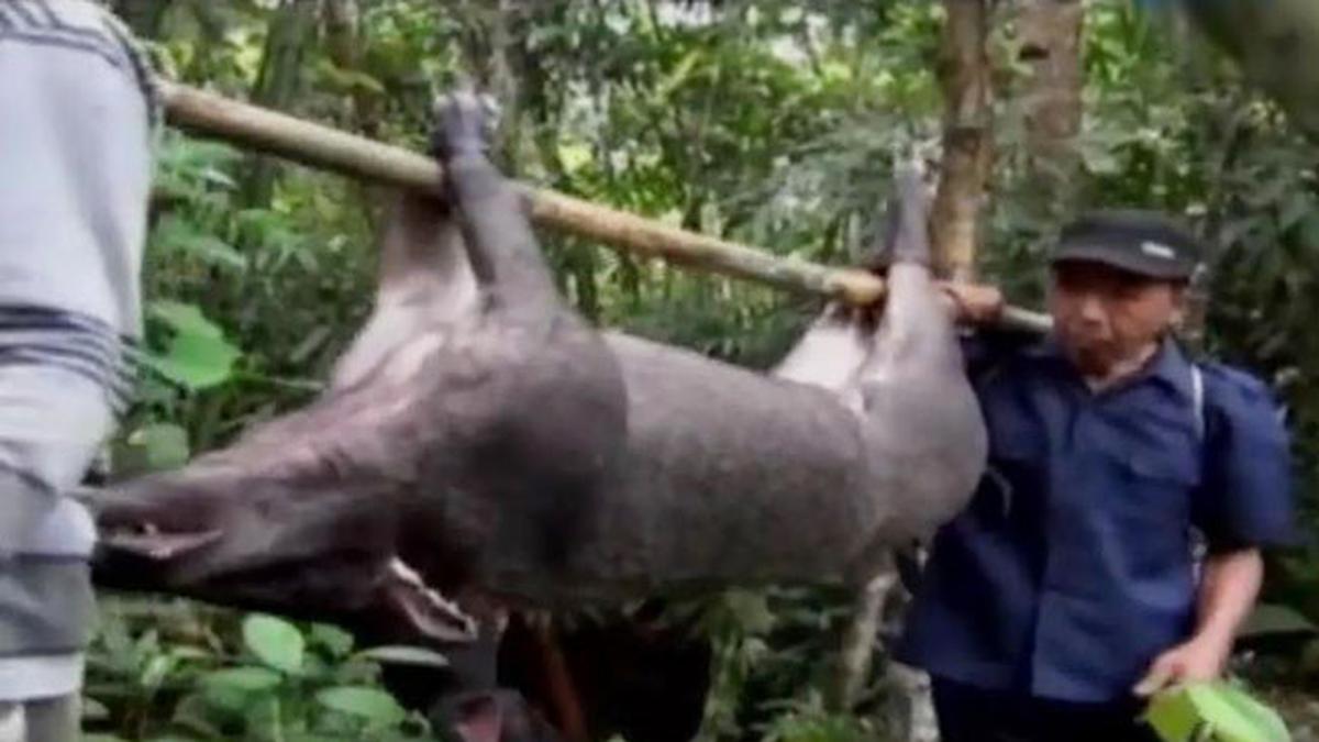 Menghunus Senjata, Menumpas Celeng Liar - TV Liputan6.com