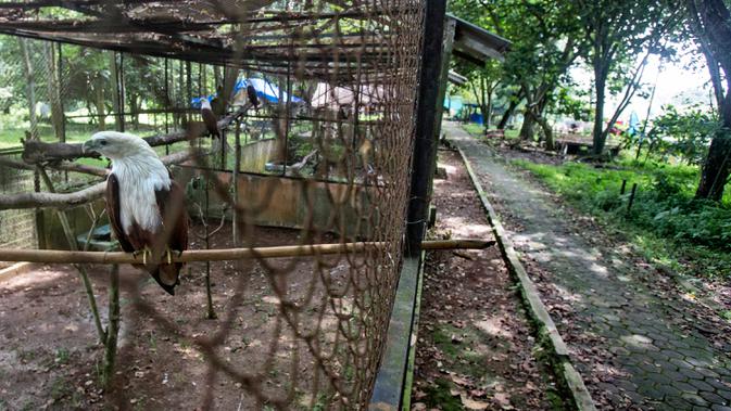 Seekor elang terlihat di dalam kandangnya di Kebun Binatang Medan, Sumatera Utara pada 3 Mei 2020. Manajemen kebun binatang berusaha mencari sumbangan uang dan makanan untuk kebutuhan ratusan satwa setelah tidak adanya pemasukan semenjak ditutup terkait pandemi COVID-19. (AP/Binsar Bakkara)