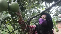 Seorang pengunjung sedang memetik buah jeruk bali langsung dari kebunnya di Dusun Nglamping, Desa Bogorejo, Kecamatan Bogorejo. (Liputan6.com/ Ahmad Adirin)