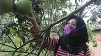 Seorang pengunjung sedang memetik buah jeruk bali langsung dari kebunnya di Dusun Nglamping, Desa Bogorejo, Kecamatan Bogorejo. (Liputan6.com/ Ahmad Adirin)