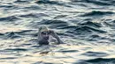 Gambar yang diambil 15 September 2019 memperlihatkan perenang AS Sarah Thomas berenang  di Selat Dover, pantai selatan Inggris. Penyintas kanker payudara itu menjadi manusia pertama yang menyeberangi Selat Inggris dengan berenang empat kali non-stop dalam waktu 54 jam. (HO/AFP/JON WASHER)