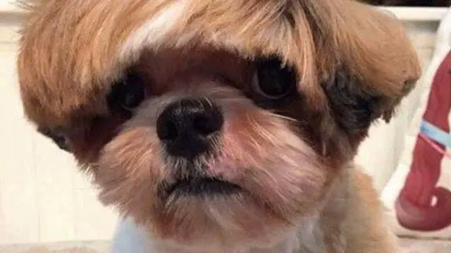 rambut anjing unik