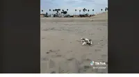Netizen Gemas Sekaligus Haru, Lihat Video Anjing Kecil Berlari dengan Kursi Roda di Kaki