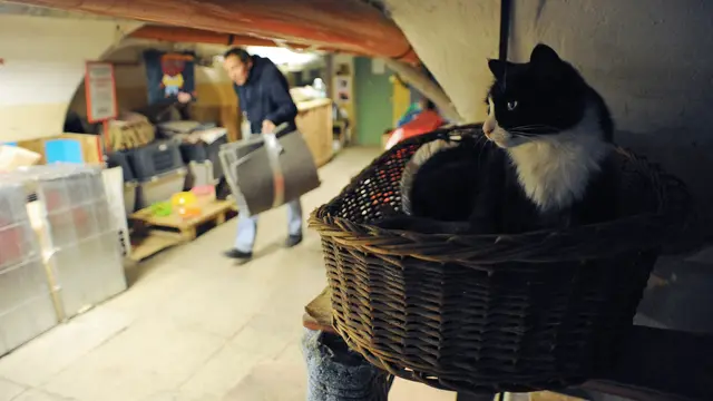 2015105-Unik, Kucing Ini Jadi Penjaga Museum di Rusia