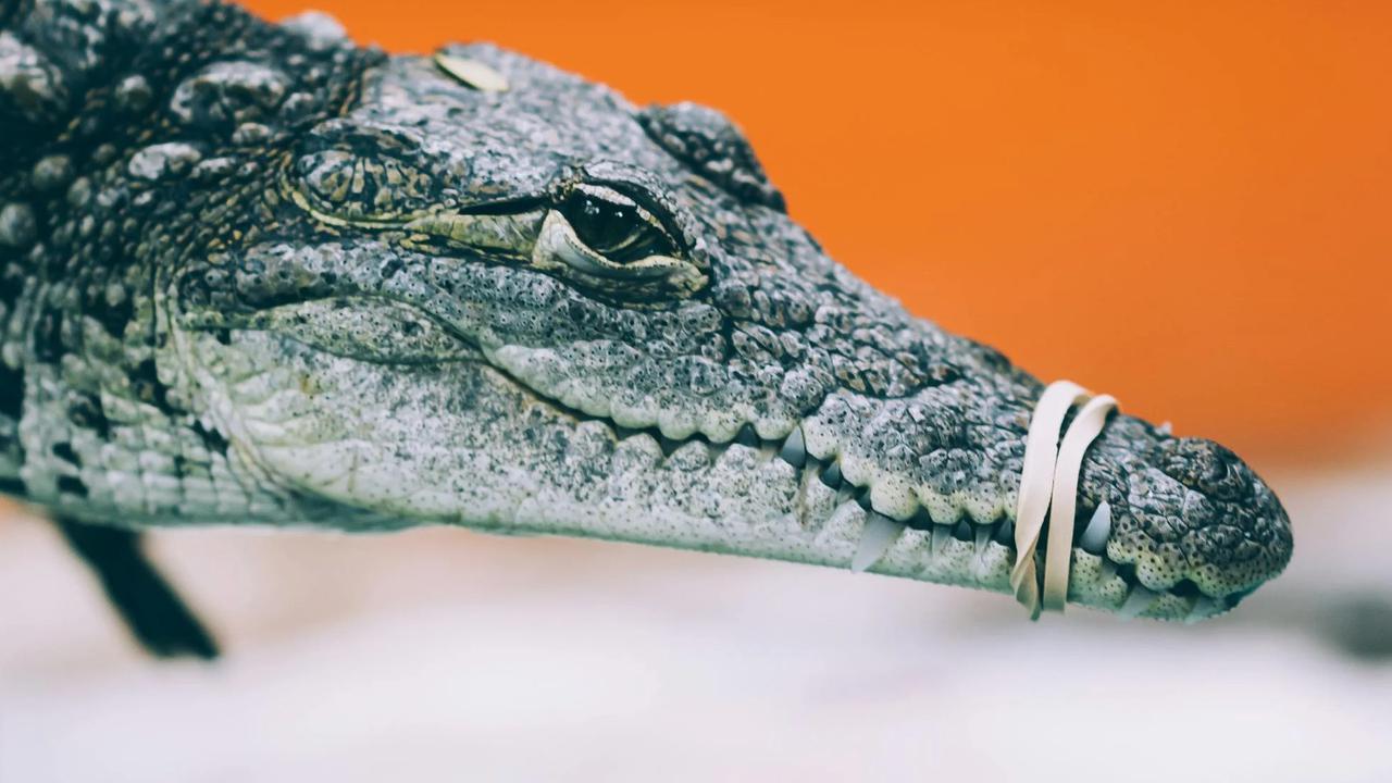 Bukan Biawak, tapi Buaya Jadi Penghuni Selokan ini