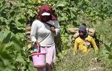 Dari PHK ke Petani Sukses: Kisah Inspiratif Sudarti yang Beli Tanah 1,5 Hektar