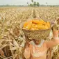 Petani mengangkut jagung hasil panen di Galesong, Takalar, Sulsel. Penen jagung Sulsel hingga oktober mencapai 1,3 juta ton dari target 1,5 juta ton untuk tahun 2009.(Antara)