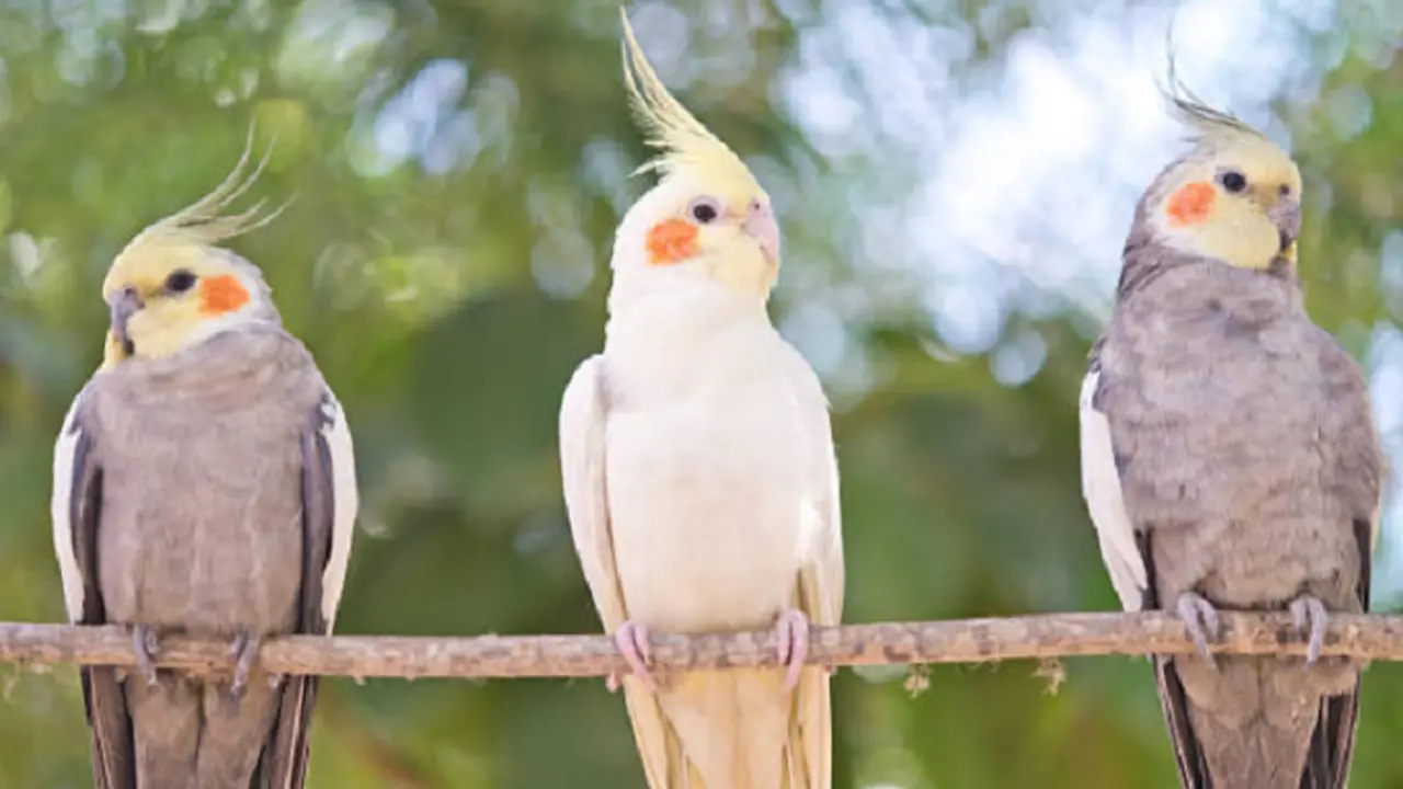Ilustrasi burung korela (iStock)