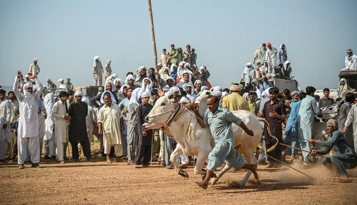 Para penonton menyaksikan dan bersorak-sorai saat para petani berlomba dengan sapi jantan mereka dalam kompetisi balapan sapi tradisional di pinggiran Islamabad, Pakistan, Minggu (27/6/2021). Ditengah pandemi covid-19, balapan sapi ini disaksikan banyak penonton. (Farooq NAEEM/AFP)