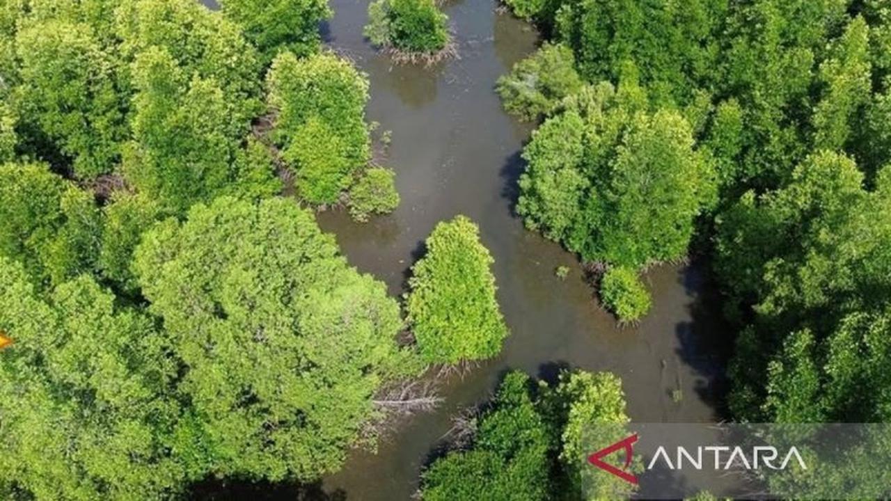 ULM Temukan 14 Spesies Mangrove di Kotabaru, Perkuat Konservasi Lingkungan Pesisir