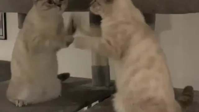 7 Potret Nyeleneh Kucing Bermain dengan Bayangannya Ini Absurd Banget