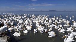 Kawanan pelicanos borregones atau pelikan putih berenang di Danau Chapala, Petatan, Meksiko, 5 Februari 2022. Kawanan pelikan putih terbang dari Kanada dan Amerika Serikat ke iklim yang lebih hangat di Pulau Petatan. (AP Photo/Armando Solis)