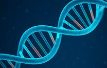 Bagaimana Cara Kerja DNA Mengidentifikasi Korban Bencana?