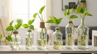 7 Cara Menanam Pothos di Botol Kaca Bekas untuk Dekorasi Rumah