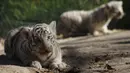 Satu dari dua bayi harimau Benggala ketika dipamerkan ke publik di kebun binatang San Jorge, Meksiko, 28 November 2017. Harimau Benggala hanya terdapat di habitat aslinya di India, Nepal, Bhutan, dan Bangladesh. (AFP PHOTO / HERIKA MARTINEZ)