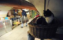 Intip aksi kucing-kucing penjaga museum di Rusia