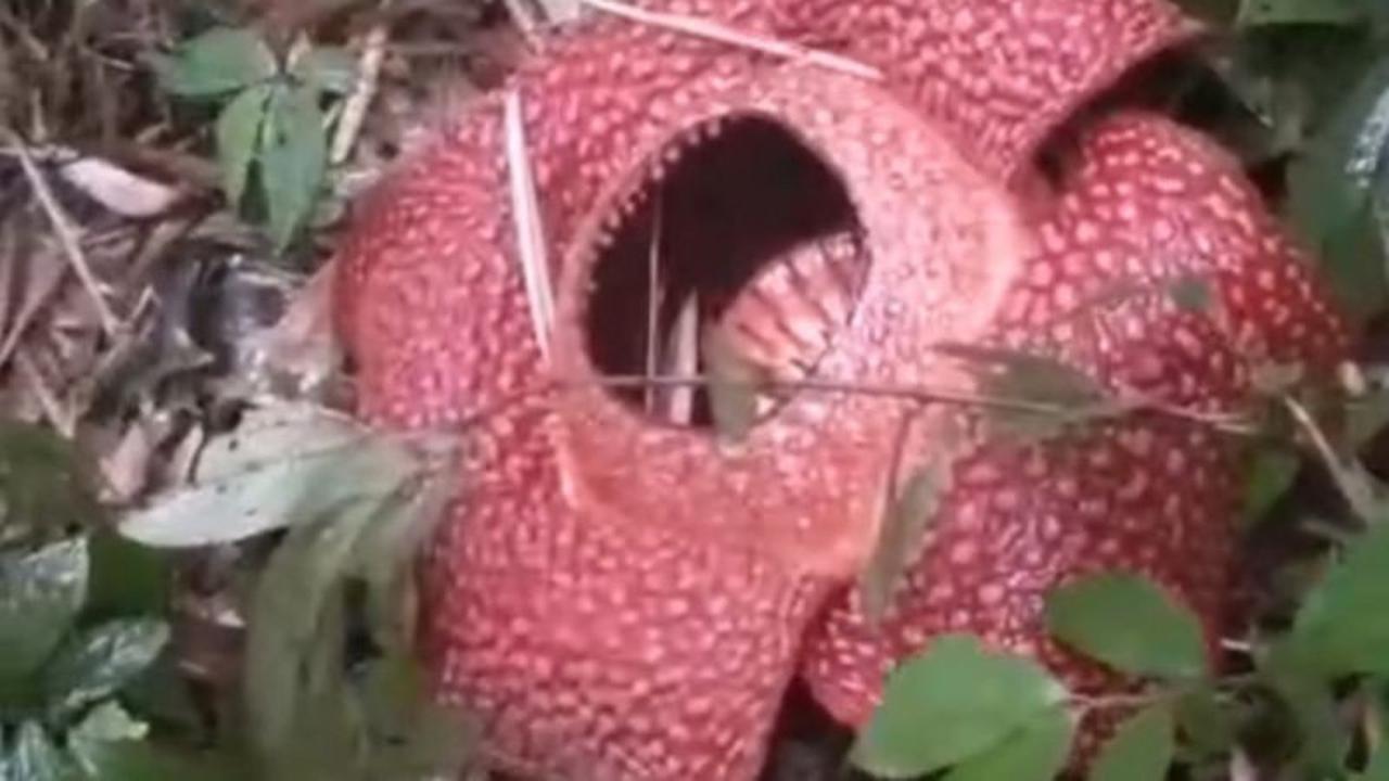 Fenomena Langka: Mekar Sempurna Rafflesia Arnoldii Kembali Hiasi Rejang Lebong