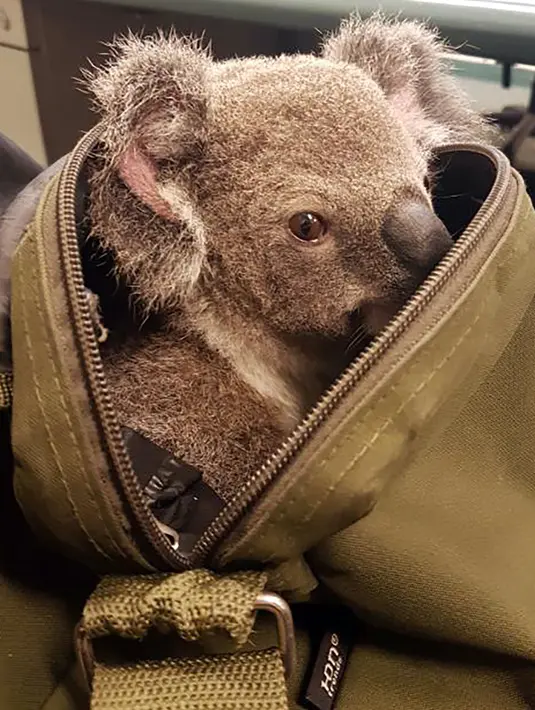 Gambar yang dirilis polisi Queensland menunjukkan bayi koala berada di dalam tas di Brisbane, Senin (7/11). Bayi koala itu ditemukan di dalam tas wanita paruh baya setelah polisi Australia menangkapnya dalam pemeriksaan rutin lalu lintas. (AFP Photo)
