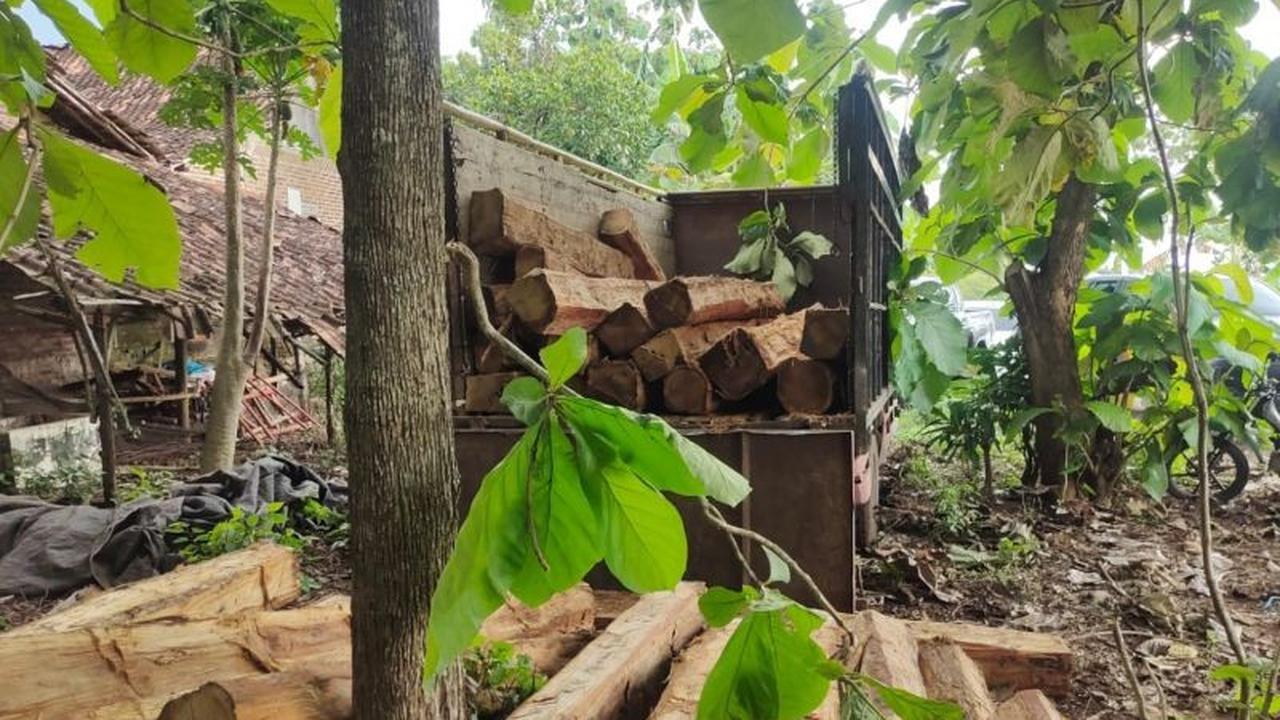 Perhutani dan Polres Madiun Amankan Tiga Penjarah Kayu Jati, Sita Puluhan Batang Ilegal