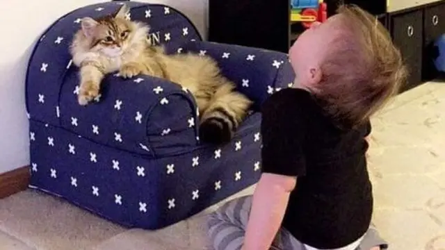 Meme Kucing Menguasai Dunia