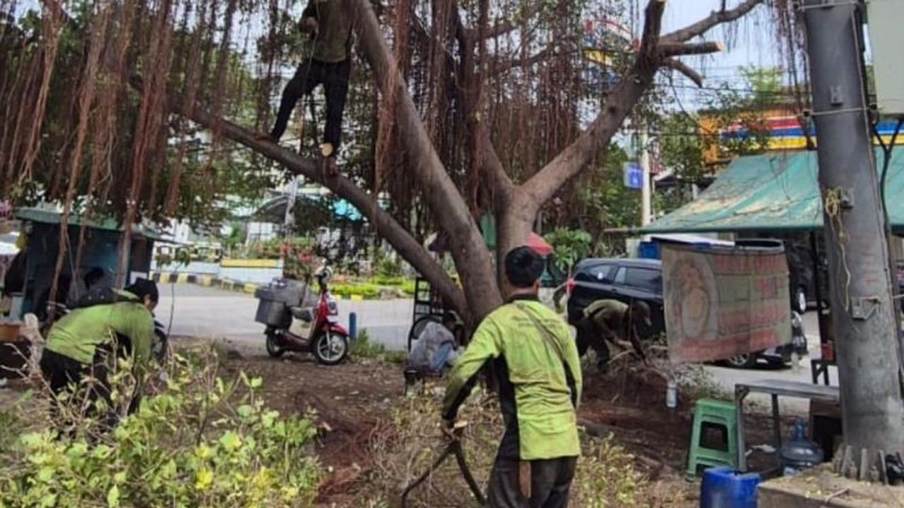 Terungkap! 6.007 Pohon Rawan Tumbang Jakarta Utara Ditangani Sepanjang 2025 Demi Keamanan Warga