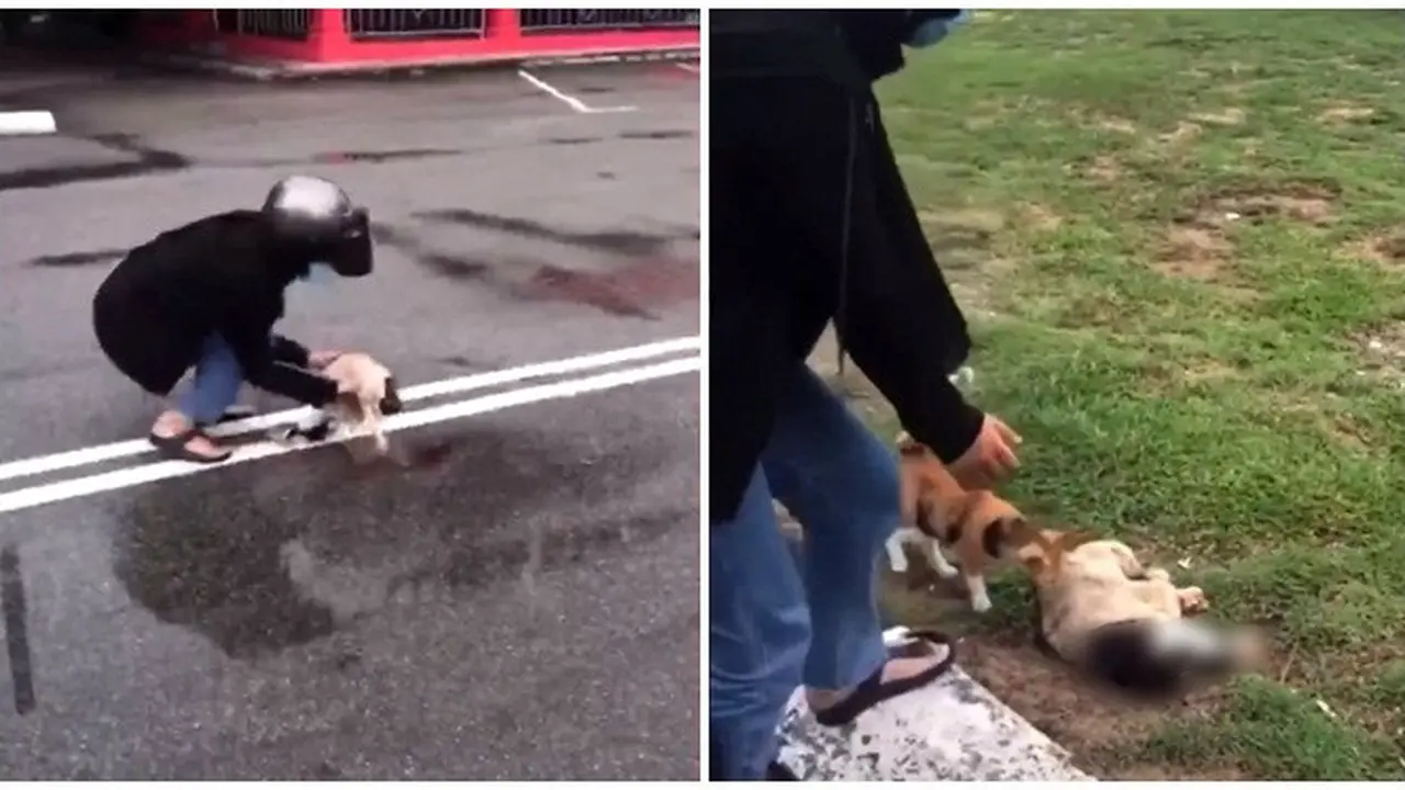 Video Kawanan Kucing Datangi Temannya yang Tertabrak Viral di Medsos, Bikin Haru
