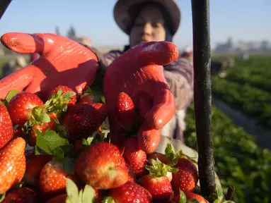 Seorang petani Mesir menunjukkan hasil panen stroberi di sebuah ladang di Toukh, di luar Kairo, Rabu (18/1/2023). Mesir telah memasuki musim panen stroberi musim dingin. (AP Photo/Amr Nabil)