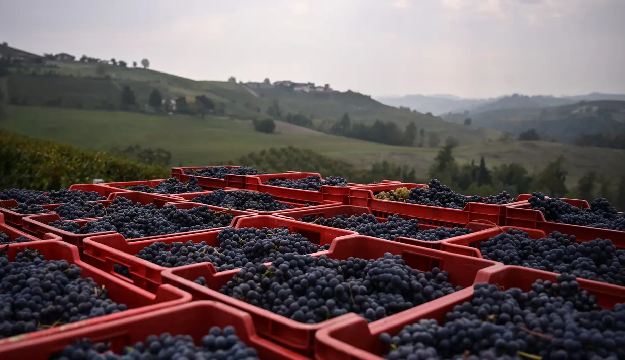 Keranjang berisi anggur Nebbiolo terlihat selama panen di Laghe Country side dekat Turin, Italia (14/9/2019). Anggur Nebbiolo tersebut digunakan untuk membuat wine Barolo. (AFP Photo/Marco Bertorello)