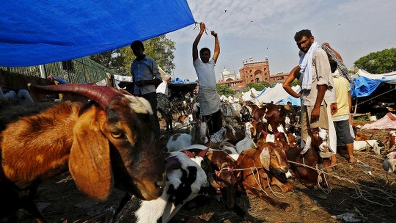 Menengok padatnya pasar hewan kurban di India