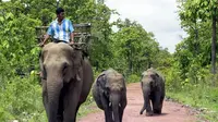 Ilustrasi gajah (AFP)