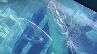Pengunjung Crocosaurus Cove bermain dengan buaya dalam cage of death di Mitchell Street, Darwin City, Northern Territory, Australia. (Liputan6.com/Muhammad Ali).