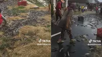 Truk Terguling, Ikan Lele Berserakan di Jalan Ini Langsung Sigap Dikumpulkan Warga (Sumber: TikTok/@choiiiikayuuu)