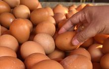 Produksi Telur Indonesia Melimpah di Tengah Fenomena Eggflation di Banyak Negara