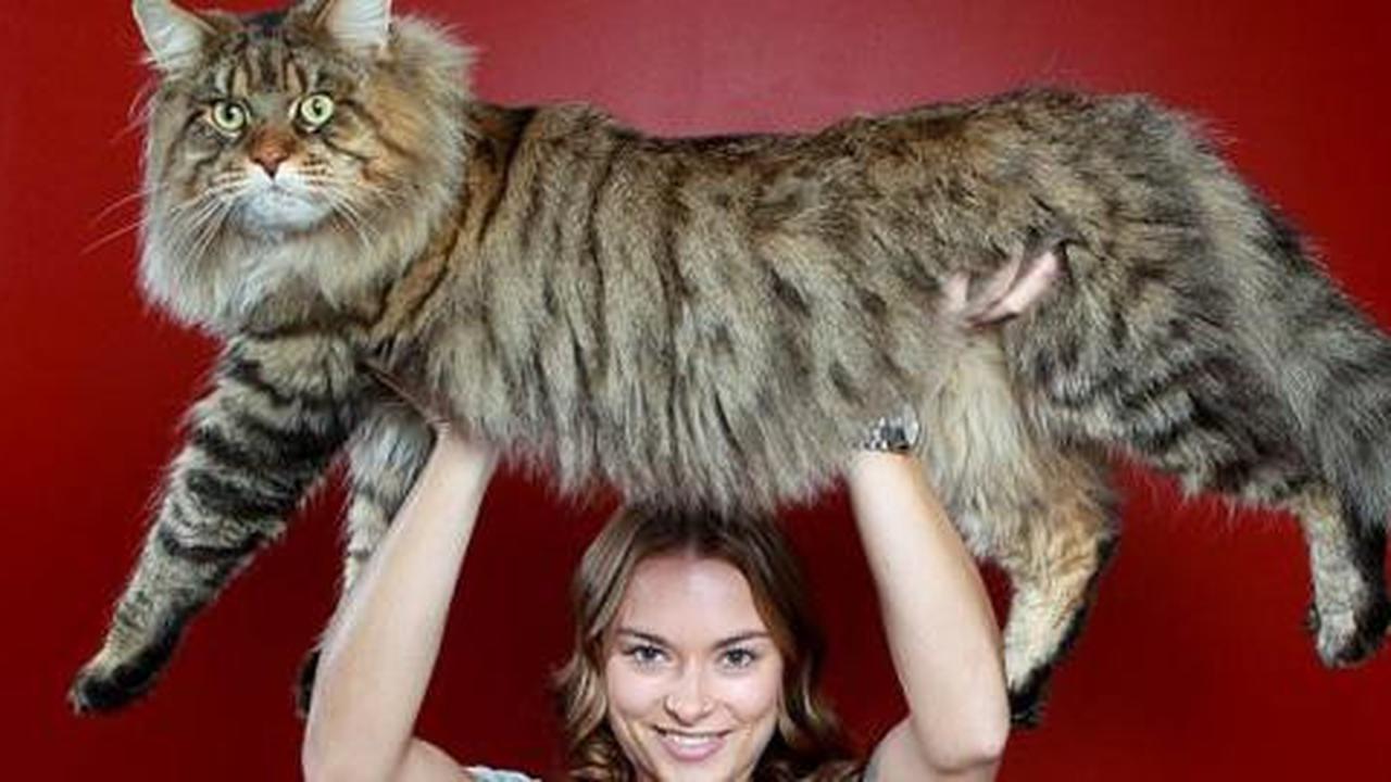 Rupert, si Kucing terbesar di dunia