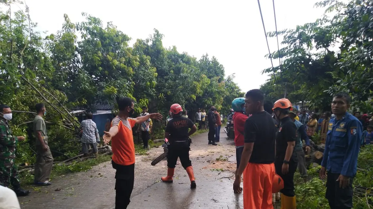 Pohon tumbang di Bojonegoro timpa dua pengendara motor hingga tewas. (Adirin/Liputan6.com)