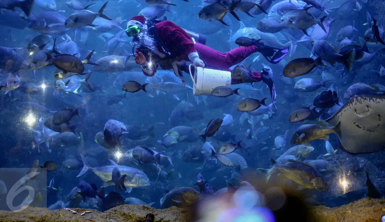 Santa Claus memberikan makanan kepada kumpulan ikan di aquarium besar Sea World, Taman Impian Jaya Ancol, Jakarta, Minggu (25/12). Sea World Indonesia memanjakan pengunjung yang berlibur dengan berbagai atraksi. (Liputan6.com/Faizal Fanani)
