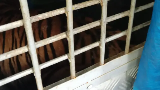 Harimau Sumatera