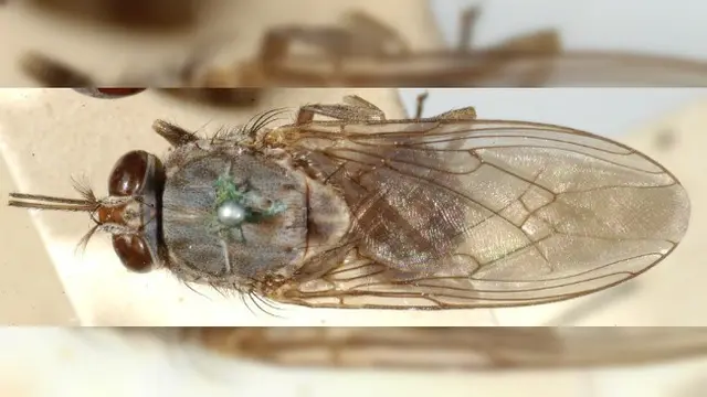 Lalat Tse-Tse (Wikimedia Commons)