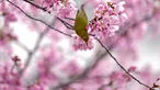 Mata putih Jepang, juga dikenal sebagai Mejiro, meminum nektar bunga sakura di Tokyo, Jepang, Rabu, 23 Maret 2022. Orang-orang di seluruh Jepang merayakan puncak musim melihat bunga sakura minggu ini tanpa pembatasan COVID-19 untuk pertama kalinya dalam dua tahun. (AP Photo/Shuji Kajiyama)