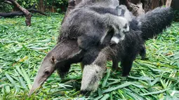 Seekor induk trenggiling bersama dua bayinya terlihat di Taman Safari Chimelong di Guangzhou, Provinsi Guangdong, China pada 10 Juni 2020. Bayi tenggiling kembar jantan dan betina, yang lahir pada 3 Maret tahun ini, diperkenalkan ke publik . (Xinhua/Liu Dawei)