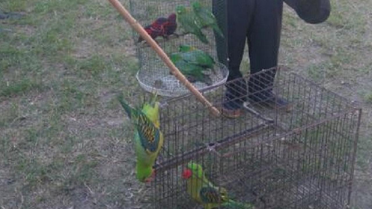 Kisah Burung-Burung Betet yang Gagal Melaut ke Filipina