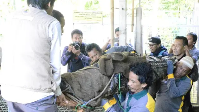 Butuh delapan orang untuk melepas buaya Sinyulong berbobot 200 kilogram. (Foto: Liputan6.com/BKSDA Jateng/Muhamad Ridlo)
