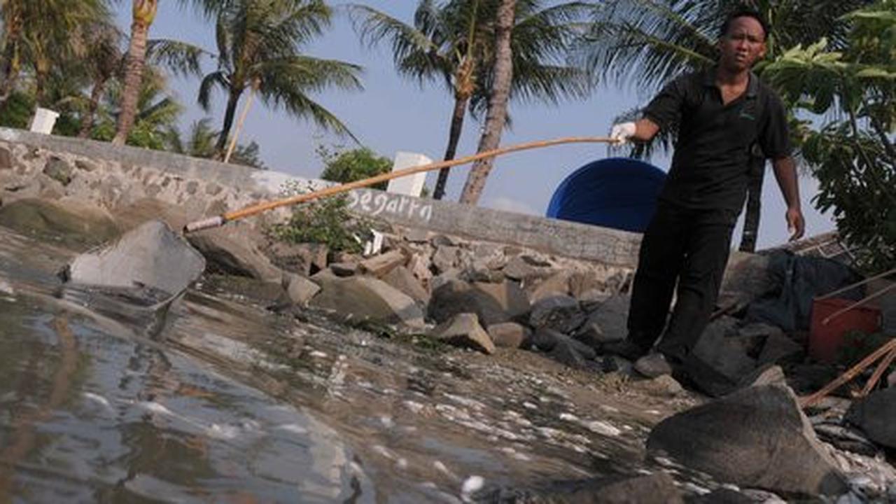 Penelitian LIPI ungkap penyebab kematian massal ikan di Ancol